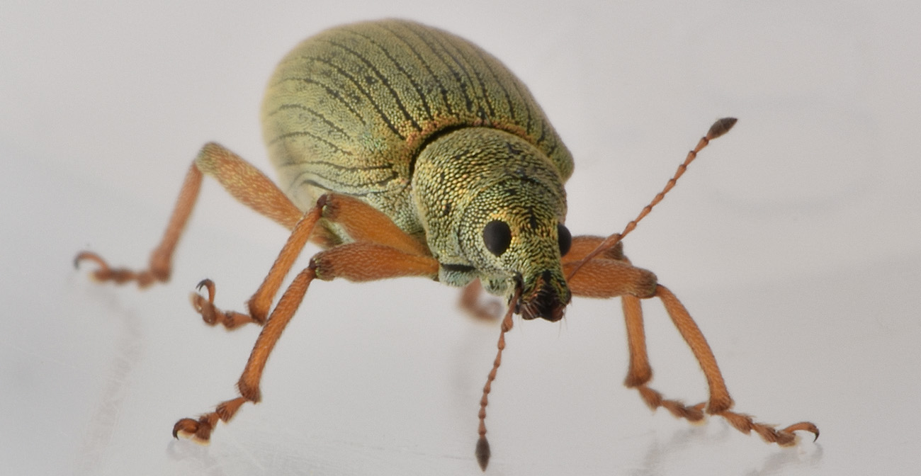 Curculionidae: Polydrusus  formosus?  No, Polydrusus frater